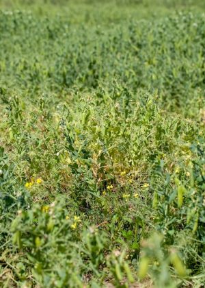 guisantes-verdes-maduros-que-utilizan-enlatar_252085-27512